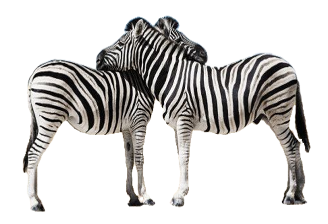 Zebra PNG HD and HQ Image pngteam.com