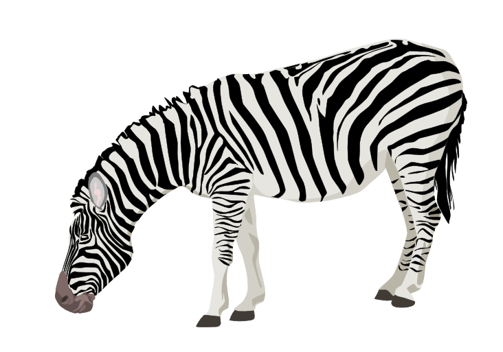 Zebra PNG