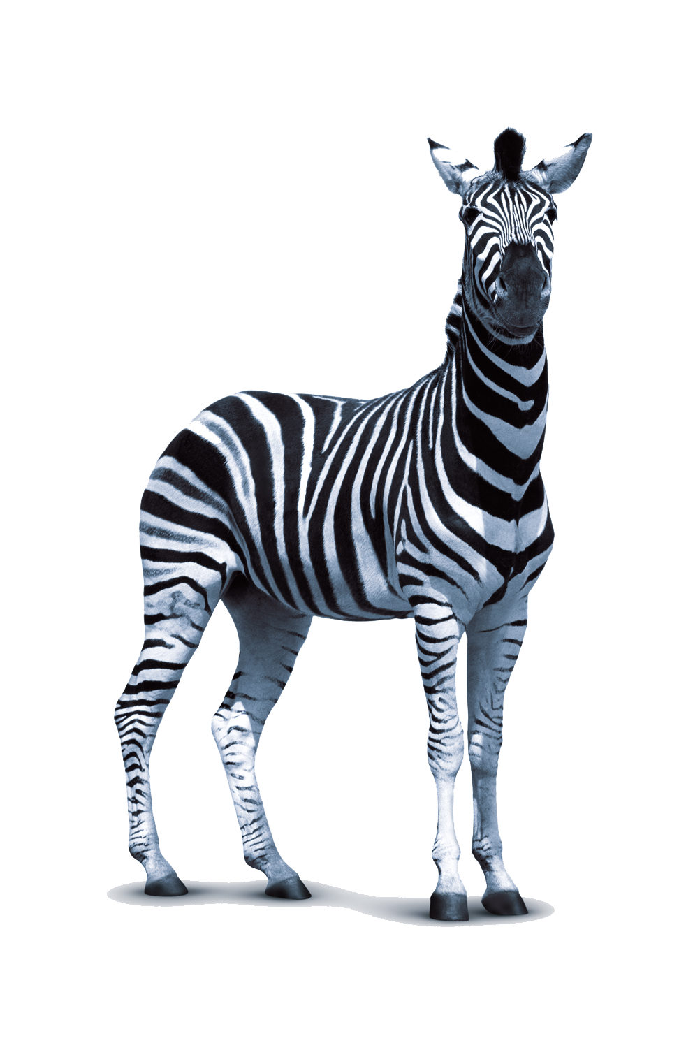 Zebra PNG HQ Image