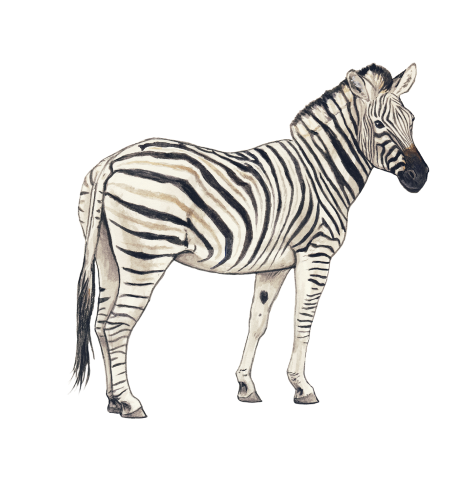 Zebra PNG HQ Image - Zebra Png