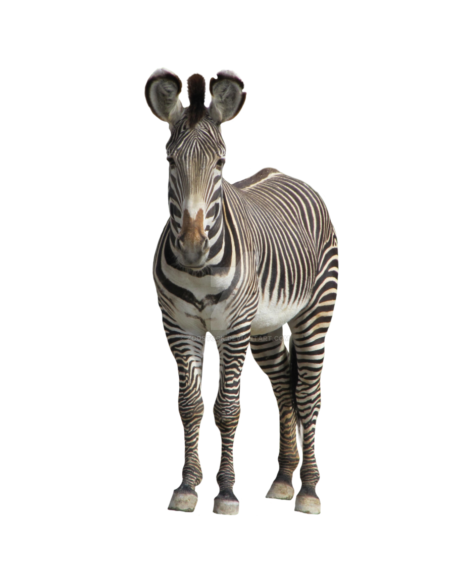 Zebra PNG Image in Transparent - Zebra Png