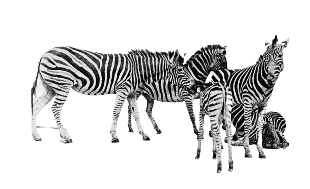 Zebra PNG Transparent - Zebra Png